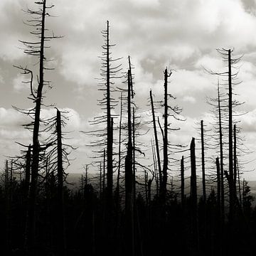 Dode bomen in een bos aan de voet van de Brocken bij Schierke