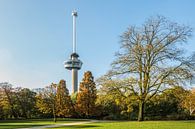 Autumn in the Park at the Euromast in Rotterdam by MS Fotografie | Marc van der Stelt thumbnail