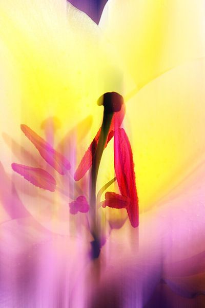 Tulip Abstract van Markus Wegner