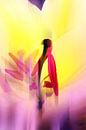 Tulip Abstract van Markus Wegner thumbnail