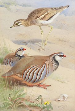 A Stone Curlew and a pair of French Partridge, Archibald Thorburn