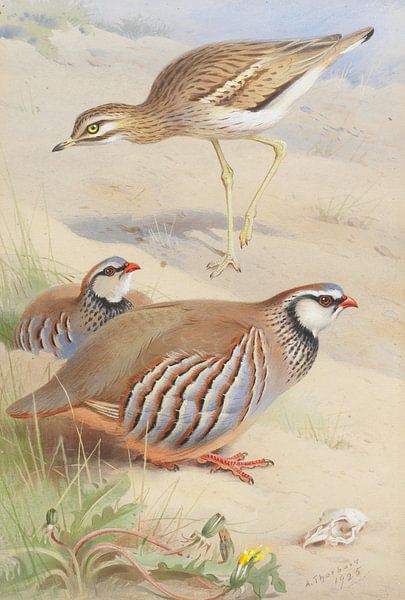 A Stone Curlew and a pair of French Partridge, Archibald Thorburn by Masterful Masters