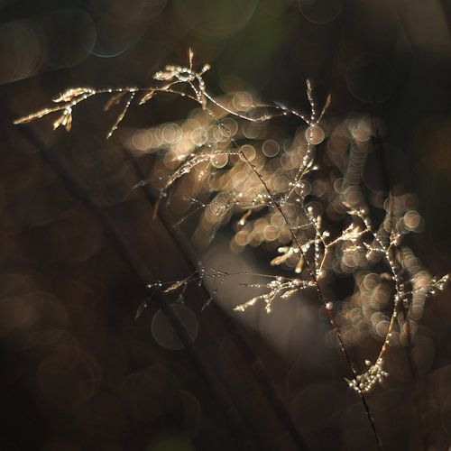 Sonnenaufgang auf der Wiese