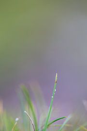 Gras von Robert Wiggers