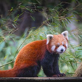 Rode Panda tussen bamboe | schattig pluizig foto in kleur | wilde dieren fotografie natuurfotografie van An Rogier