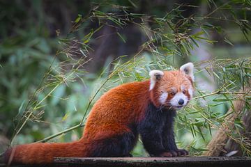 Rode Panda tussen bamboe | schattig pluizig foto in kleur | wilde dieren fotografie natuurfotografie van An Rogier