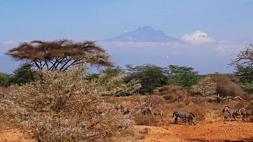 Zèbres devant le Kilimandjaro dans le parc national de Tsavo West au Kenya