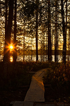 Footbridge to the lake