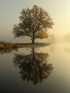 Morgennebel