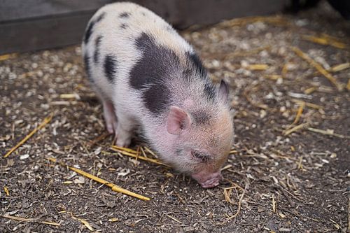 Mini biggetje bij zijn eerste uittocht op de boerderij.