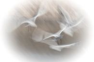flight of black-headed gulls by Guido Rooseleer thumbnail