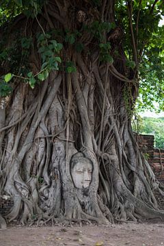 Wat Phra Mahathat - boeddha hoofd in boom Ayutthaya Thailand van Patricia Overeem