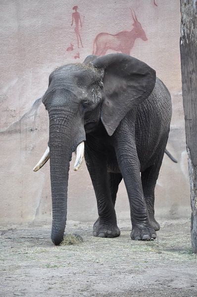 olifant elephant by Diana Edwards