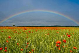 Champ de pavots avec un arc-en-ciel