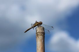 Photo macro d'une libellule sur un bâton de bambou sur Emiel de Lange