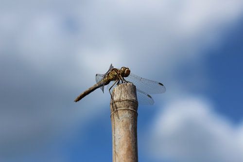 Macro foto van een libelle op een bamboe stok
