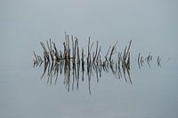 Stengels in het water #2