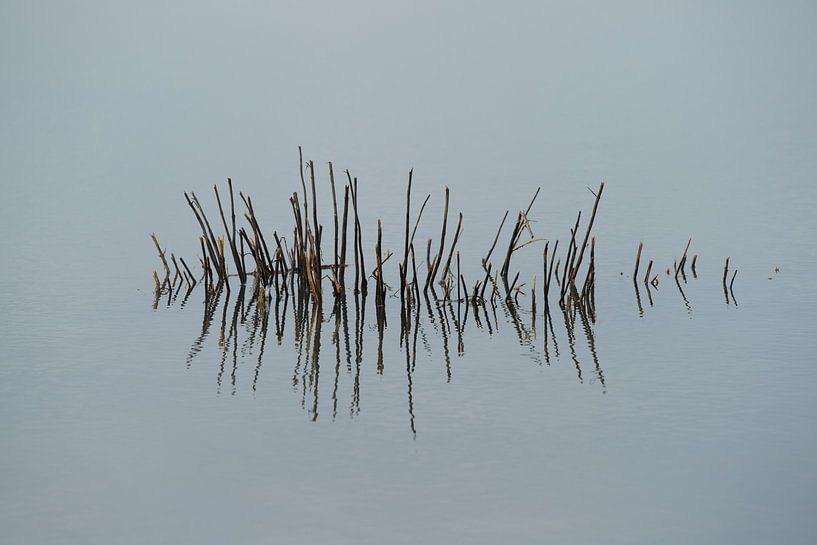 Stems in the water #2 by Robben