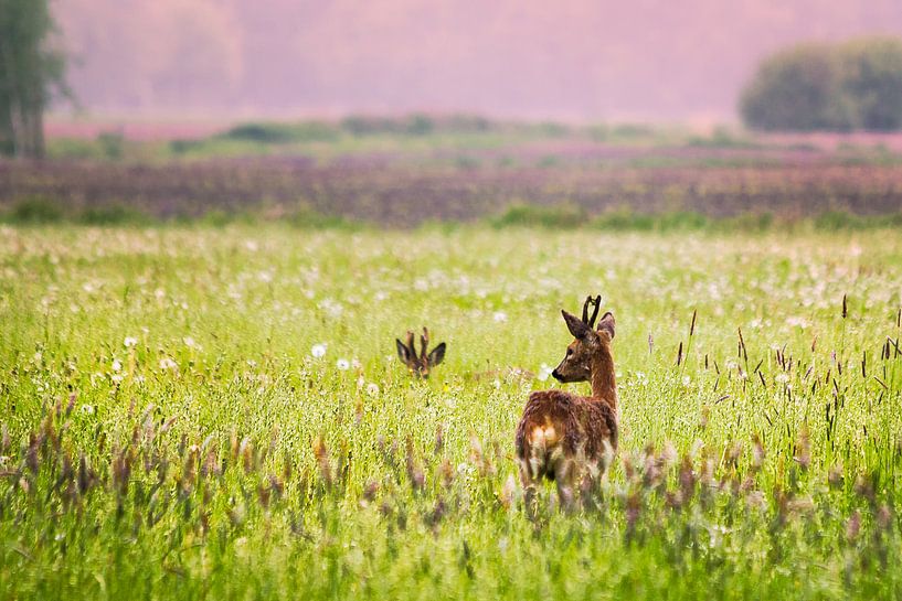 Cerf dans le champ par Jurgen Cornelissen