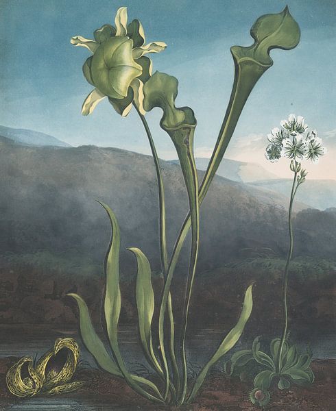 American Bog Plants, Robert John Thornton by Masterful Masters