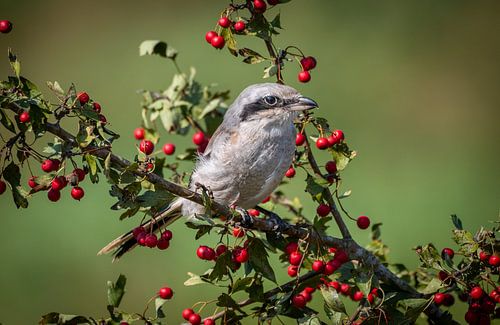 Würger von Reinder Tasma