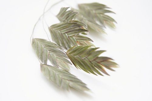 gras