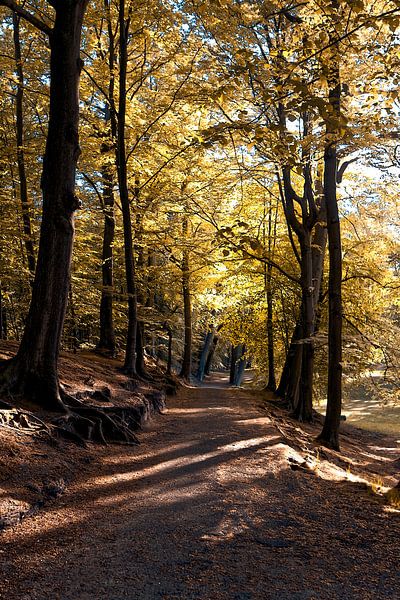 Clingendael estate the golden park of The Hague by Robert Jan Smit