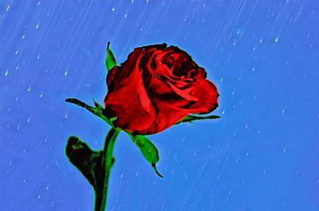 A Rose in the rain von Leo Huijzer