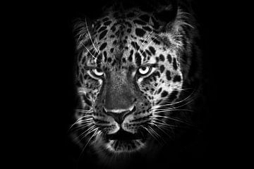 Brutale zwart-witfoto van een luipaardgezicht met een strenge blik close-up, zwarte achtergrond