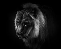 Dierenportret leeuw