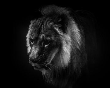 Portrait d'un lion sur Bild.Konserve