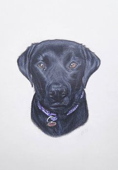 Mini - Black Labrador