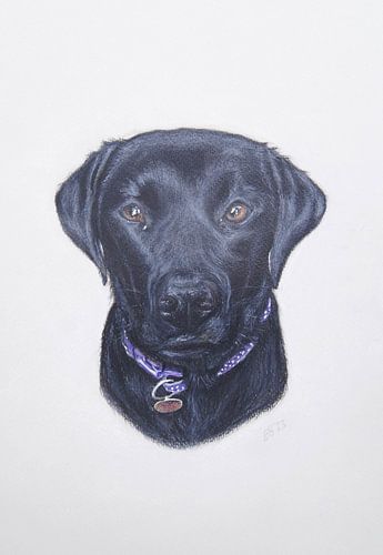 Mini - Labrador noir