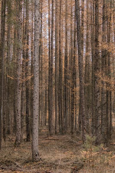 Amerongse Bos | Utrechtse Heuvelrug | Autumn colors by Wandeldingen