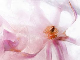 Magnolia in ice cream by Anjo Kan