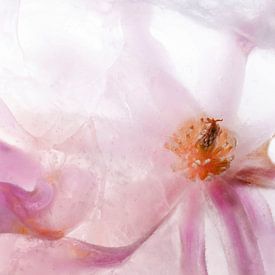 Magnolia in ice cream by Anjo Kan