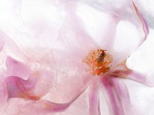 Magnolia in ijs