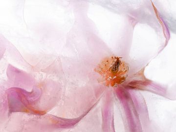 Magnolia in ice cream