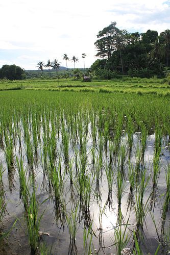Rice