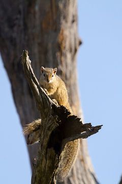 Squirl in tree by Jan van Kemenade