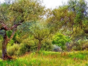 Impressions Of An Olive Grove