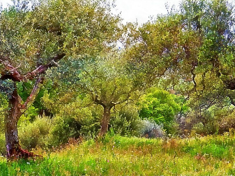 Impressions Of An Olive Grove by Dorothy Berry-Lound
