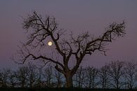 Volle maan en kale boom van Mark Bolijn thumbnail