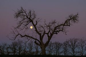 Vollmond und kahler Baum