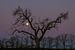 Pleine lune et arbre nu sur Mark Bolijn