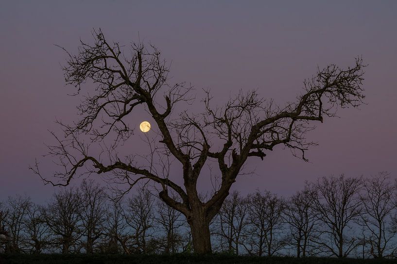 Volle maan en kale boom van Mark Bolijn