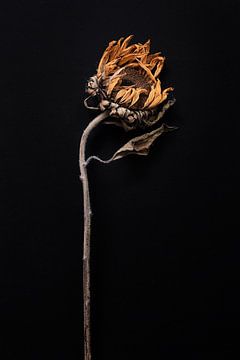 getrocknete Sonnenblume von Karel Ham