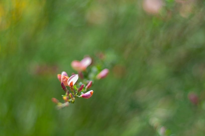 Brem by Anita Visschers