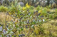 Blaue Beeren nach den Regen von Frans Blok Miniaturansicht