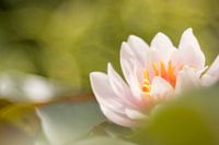 Water Lily
